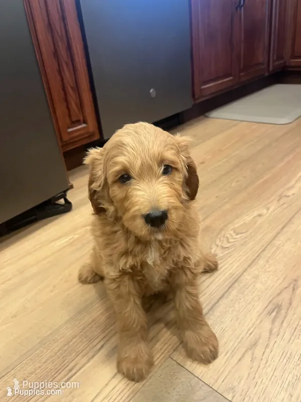 Buster – Golden Retriever, Poodle - Miniature  puppy for sale in Bluffton, IN