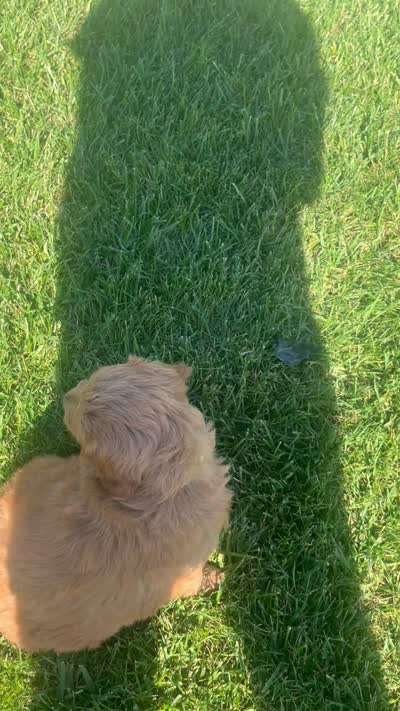 Jip, a male Miniature Goldendoodle for sale in Bluffton, IN – 9 of 9