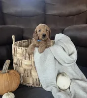 Gus, a male Miniature Goldendoodle for sale in Bluffton, IN – 6 of 9