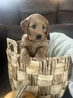 Pumpkin , a female Miniature Goldendoodle for sale in Bluffton, IN – 5 of 10