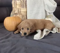 Ranger, a male Miniature Goldendoodle for sale in Bluffton, IN – 2 of 8