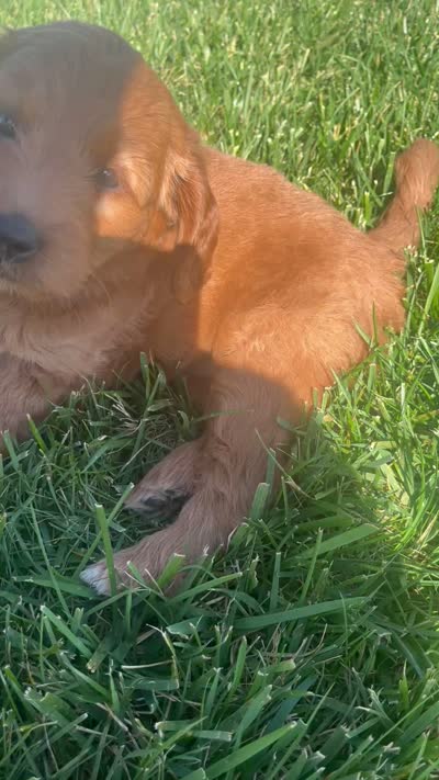 Pumpkin , a female Miniature Goldendoodle for sale in Bluffton, IN – 10 of 10