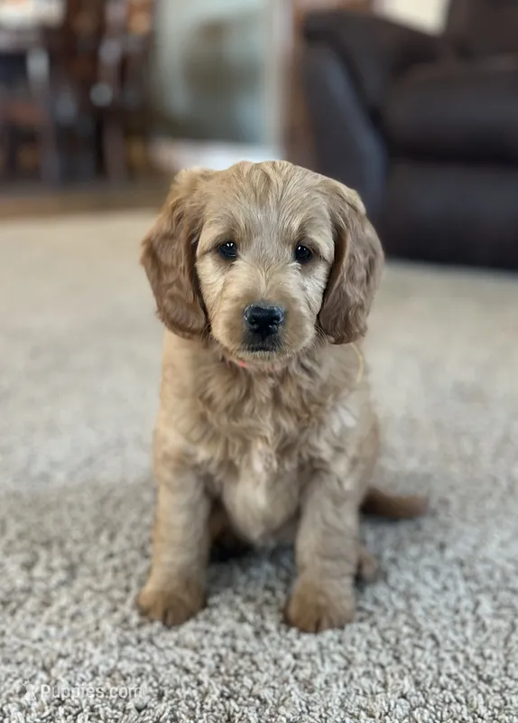 Rusty – Miniature Goldendoodle puppy for sale in Bluffton, IN