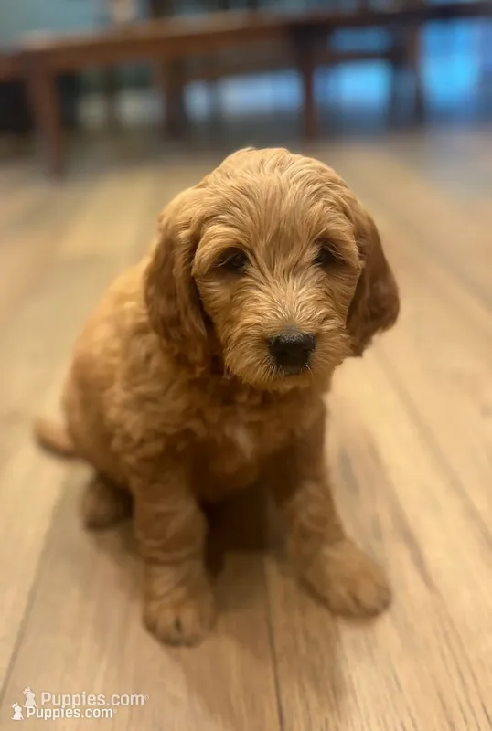 Jip – Miniature Goldendoodle puppy for sale in Bluffton, IN