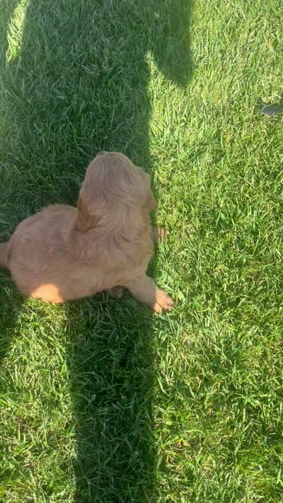Rusty, a male Miniature Goldendoodle for sale in Bluffton, IN – 7 of 7