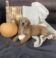 Ranger, a male Miniature Goldendoodle for sale in Bluffton, IN – 5 of 8