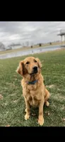 Rusty, a male Miniature Goldendoodle for sale in Bluffton, IN – 6 of 7