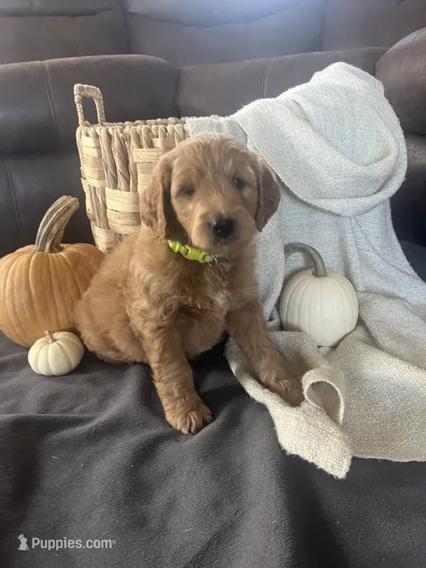 Jip – Miniature Goldendoodle puppy for sale in Bluffton, IN