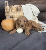 Gus, a male Miniature Goldendoodle for sale in Bluffton, IN – 1 of 9