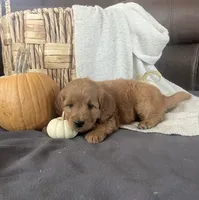 Maple, a female Miniature Goldendoodle for sale in Bluffton, IN – 6 of 9