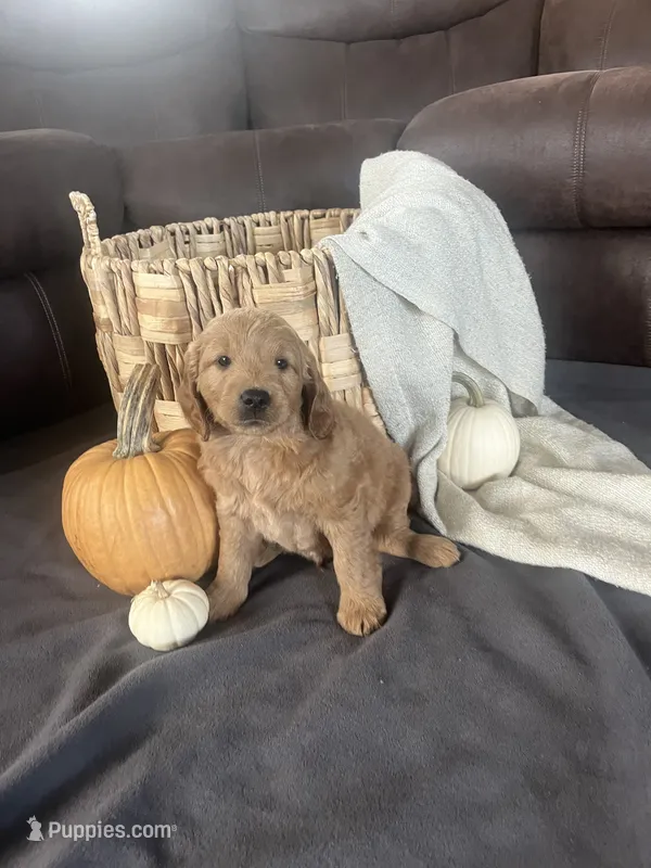 Rusty – Miniature Goldendoodle puppy for sale in Bluffton, IN