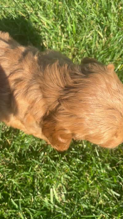 Gus, a male Miniature Goldendoodle for sale in Bluffton, IN – 9 of 9