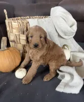 Gus, a male Miniature Goldendoodle for sale in Bluffton, IN – 5 of 9