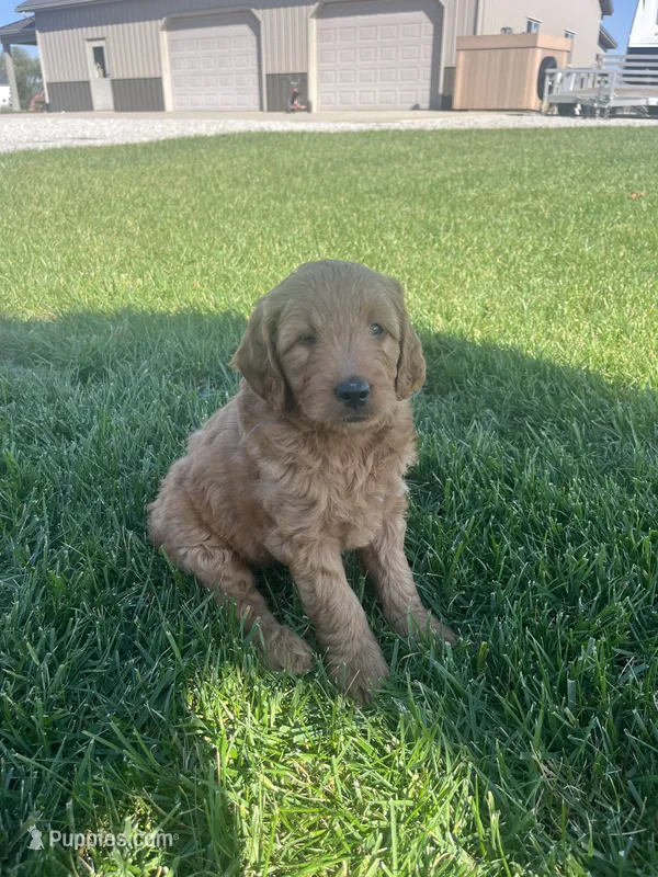 Gus – Miniature Goldendoodle puppy for sale in Bluffton, IN