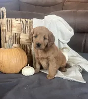 Maple, a female Miniature Goldendoodle for sale in Bluffton, IN – 5 of 9