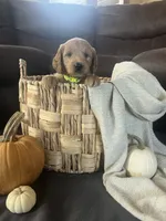 Jip, a male Miniature Goldendoodle for sale in Bluffton, IN – 2 of 9