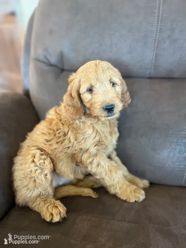 Gus – Miniature Goldendoodle puppy for sale in Bluffton, IN