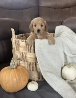 Ranger, a male Miniature Goldendoodle for sale in Bluffton, IN – 3 of 8
