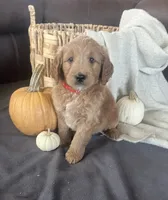 Buster, a male Miniature Goldendoodle for sale in Bluffton, IN – 6 of 9