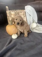 Rusty, a male Miniature Goldendoodle for sale in Bluffton, IN – 4 of 7