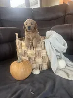 Rusty, a male Miniature Goldendoodle for sale in Bluffton, IN – 2 of 7