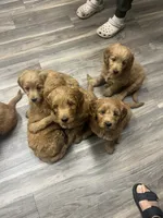 Ranger, a male Golden Retriever and Poodle - Miniature  for sale in Bluffton, IN – 8 of 10