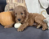 Gus, a male Miniature Goldendoodle for sale in Bluffton, IN – 3 of 9