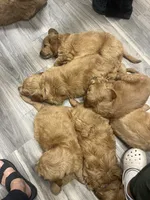 Ranger, a male Golden Retriever and Poodle - Miniature  for sale in Bluffton, IN – 10 of 10