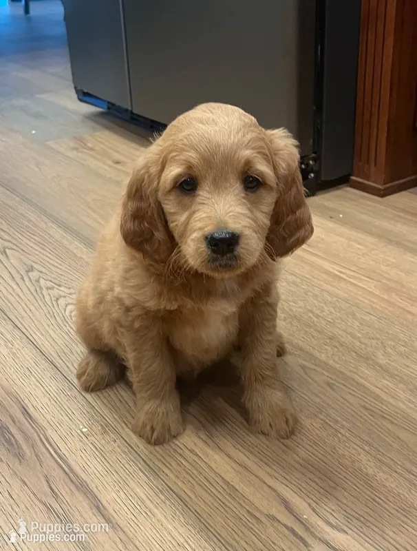 Ranger – Golden Retriever, Poodle - Miniature  puppy for sale in Bluffton, IN