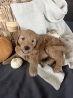 Autumn, a female Miniature Goldendoodle for sale in Bluffton, IN – 3 of 7