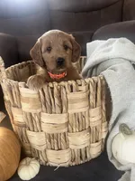 Pumpkin , a female Miniature Goldendoodle for sale in Bluffton, IN – 4 of 10