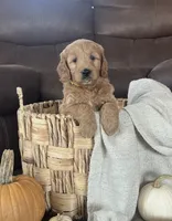 Autumn, a female Miniature Goldendoodle for sale in Bluffton, IN – 5 of 7