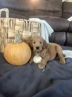 Jip, a male Miniature Goldendoodle for sale in Bluffton, IN – 5 of 9