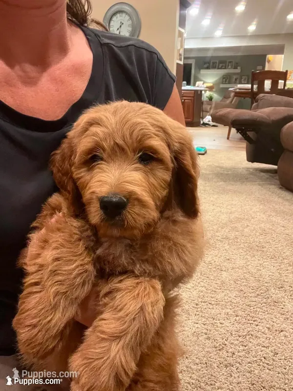 Buster – Golden Retriever, Poodle - Miniature  puppy for sale in Bluffton, IN