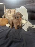Pumpkin , a female Miniature Goldendoodle for sale in Bluffton, IN – 2 of 10