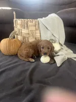 Pumpkin , a female Miniature Goldendoodle for sale in Bluffton, IN – 7 of 10