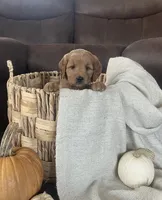 Maple, a female Miniature Goldendoodle for sale in Bluffton, IN – 3 of 9