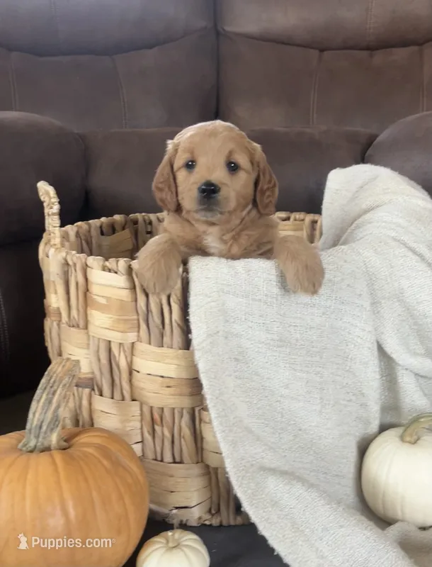 Ranger – Miniature Goldendoodle puppy for sale in Bluffton, IN