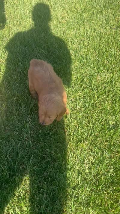 Maple, a female Miniature Goldendoodle for sale in Bluffton, IN – 9 of 9
