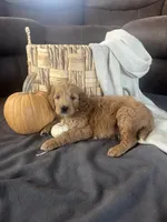 Jip, a male Miniature Goldendoodle for sale in Bluffton, IN – 6 of 9