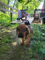 Blue, a male Bloodhound and Redbone Coonhound for sale in Columbus, OH – 2 of 4