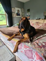 Blue, a male Bloodhound and Redbone Coonhound for sale in Columbus, OH – 3 of 4