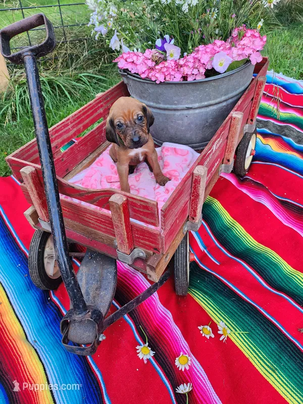 Girlscout – Bloodhound, Redbone Coonhound puppy for sale in Columbus, OH