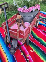 Girlscout, a female Bloodhound and Redbone Coonhound for sale in Columbus, OH – 1 of 4