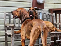 Girlscout, a female Bloodhound and Redbone Coonhound for sale in Columbus, OH – 4 of 4