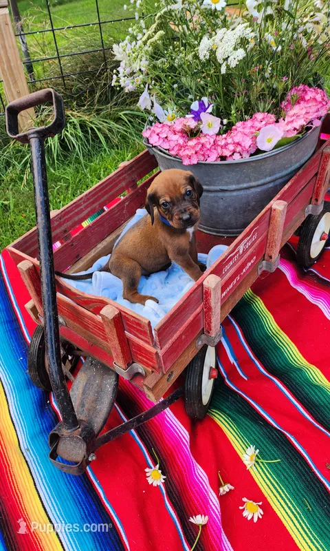 Blue – Bloodhound, Redbone Coonhound puppy for sale in Columbus, OH