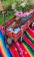 Blue, a male Bloodhound and Redbone Coonhound for sale in Columbus, OH – 1 of 4