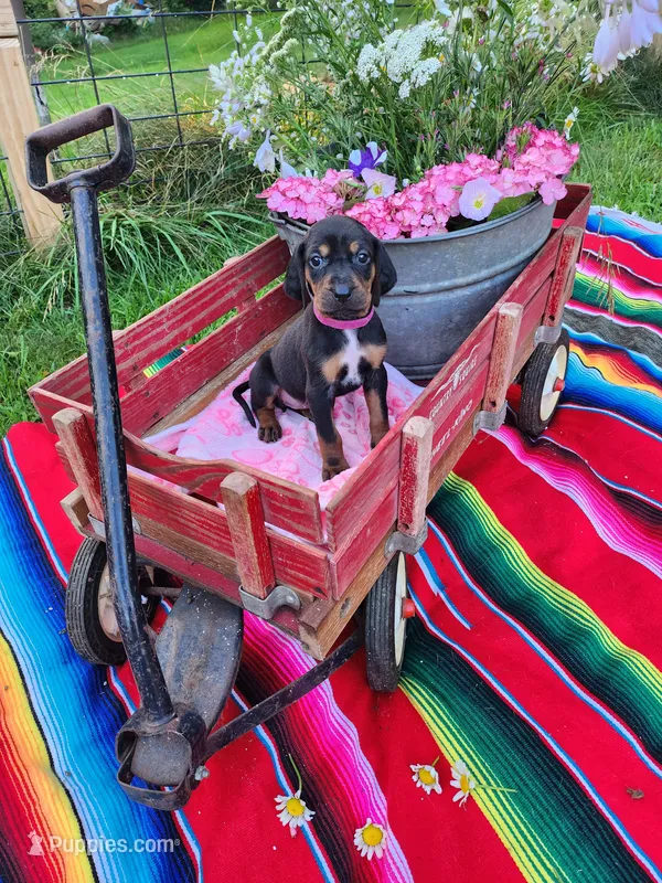 Magenta – Bloodhound, Redbone Coonhound puppy for sale in Columbus, OH