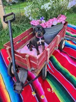 Magenta, a female Bloodhound and Redbone Coonhound for sale in Columbus, OH – 1 of 4