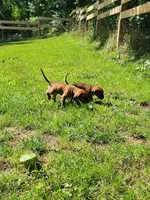 Girlscout, a female Bloodhound and Redbone Coonhound for sale in Columbus, OH – 2 of 4